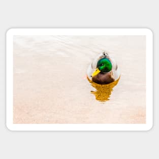 Colorful Mallard Duck Swimming on Skaha Lake Sticker